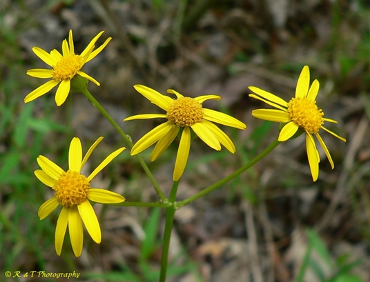 {Packera crawfordii}